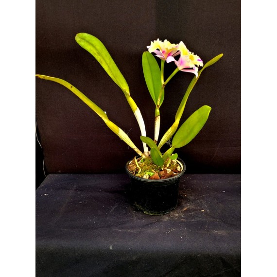 Blc. Nobiles Flash - AD
