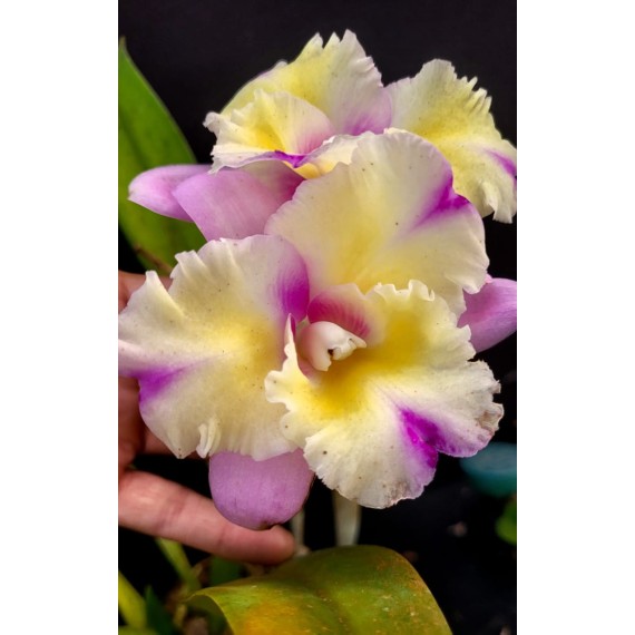 Blc. Nobiles Flash - AD