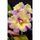 Blc. Nobiles Flash - AD