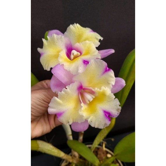 Blc. Nobiles Flash - AD