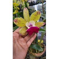Cattleya Tatarow x Aclandiae - AD