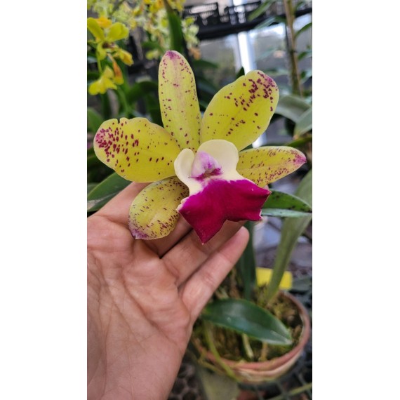Cattleya Tatarow x Aclandiae - AD
