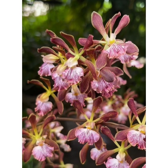 Encyclia Orchid Jungle na madeira - AD