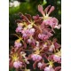 Encyclia Orchid Jungle na madeira - AD