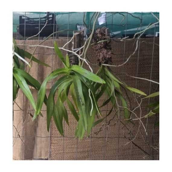 Vanda Hindsii (espécie) - AD