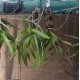 Vanda Hindsii (espécie) - AD