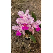 Cattleya Amethystoglossa Flamea Tedesco x BCVZ - Botão
