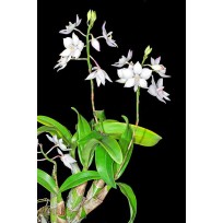 Caulatron Bicornutum - AD (no cachepot)
