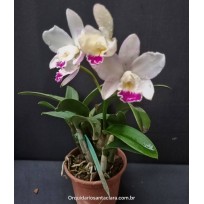 Lc. Elegant Glow Paradise - AD