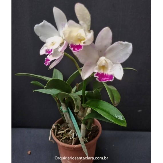 Lc. Elegant Glow Paradise - AD