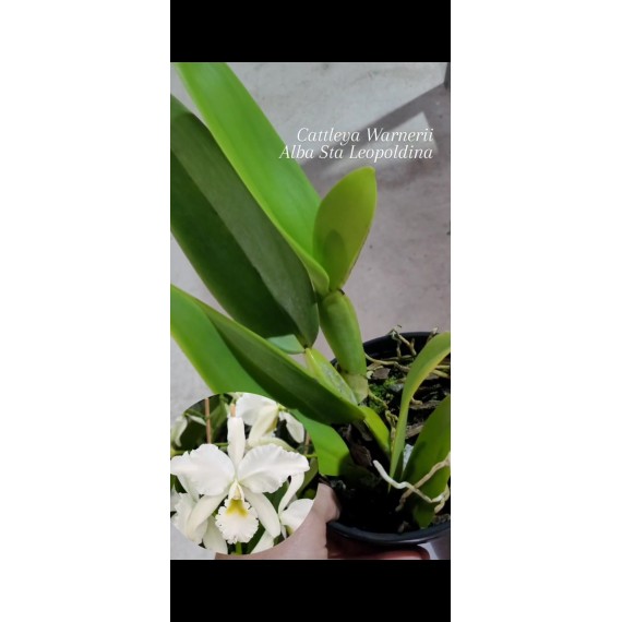 Cattleya Warnerii Alba Santa Leopoldina  - Espata