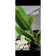 Cattleya Warnerii Alba Santa Leopoldina  - Espata
