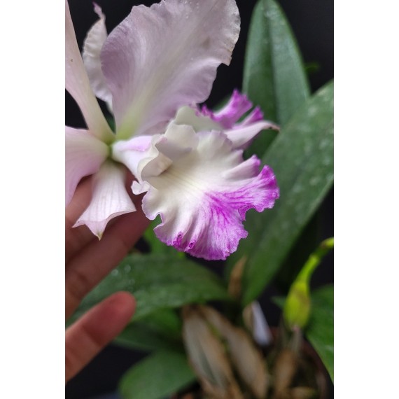 Encyclia Cordigera x Hawaiian Wedding Song - AD