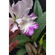 Encyclia Cordigera x Hawaiian Wedding Song - AD