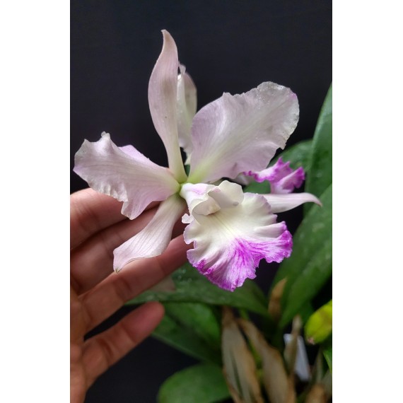 Encyclia Cordigera x Hawaiian Wedding Song - AD