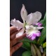 Encyclia Cordigera x Hawaiian Wedding Song - AD