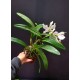 Encyclia Cordigera x Hawaiian Wedding Song - AD