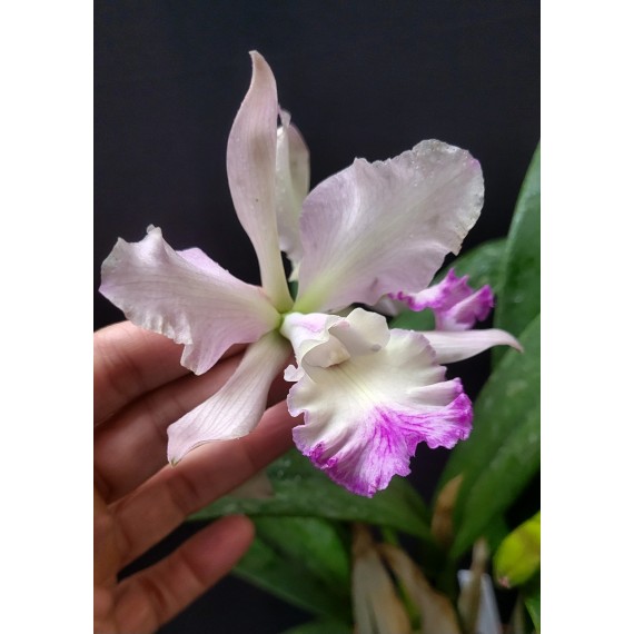 Encyclia Cordigera x Hawaiian Wedding Song - AD