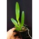 Bc. Pastoral Inocence - Muda 15 a 20 cm