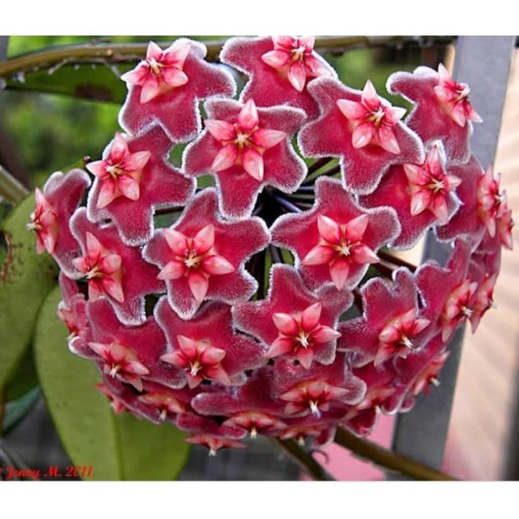 Flor de Cera (Hoya Carnosa Pink Silver) - MUDA