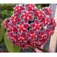 Flor de Cera (Hoya Carnosa Pink Silver) - MUDA