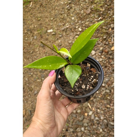 Flor de Cera (Hoya Carnosa Pink Silver) - MUDA