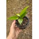 Flor de Cera (Hoya Carnosa Pink Silver) - MUDA