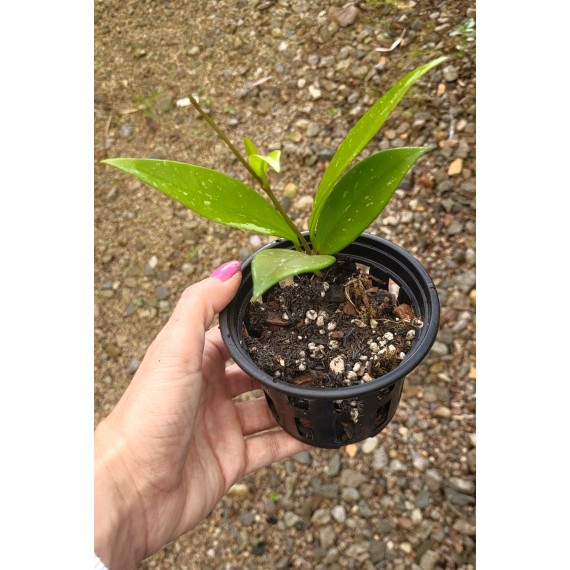 Flor de Cera (Hoya Carnosa Pink Silver) - MUDA