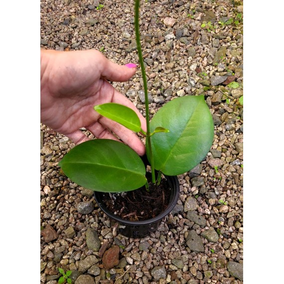 Flor de cera Hoya Australis Perfumada cm