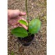 Flor de cera Hoya Australis Perfumada cm
