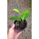Flor de cera Hoya Australis Perfumada cm