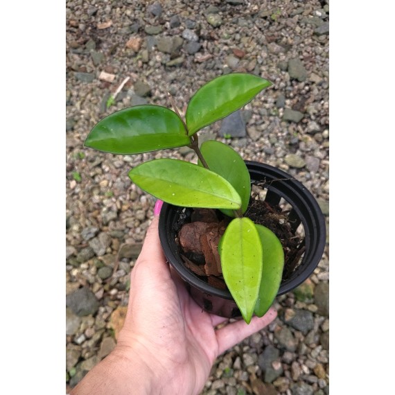 Flor de Cera (Hoya Carnosa)