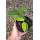 Flor de Cera (Hoya Carnosa)