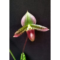 Paphiopedillum Ruby Jambore x Hamlet Quest