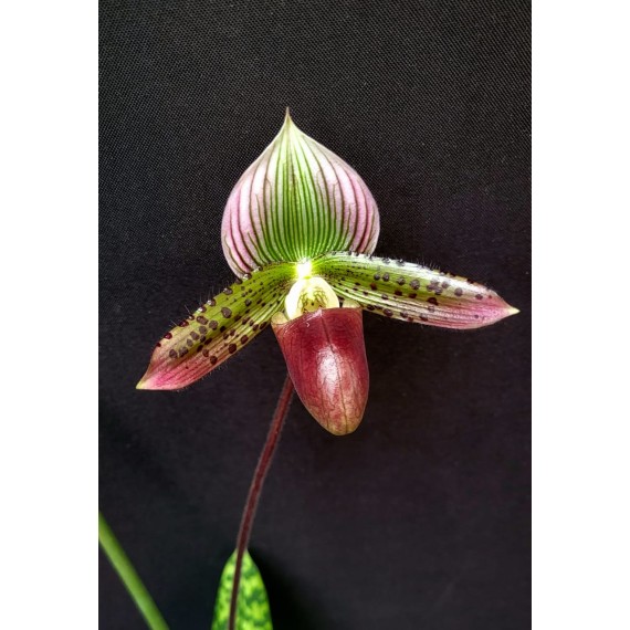 Paphiopedillum Ruby Jambore x Hamlet Quest