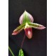 Paphiopedillum Ruby Jambore x Hamlet Quest