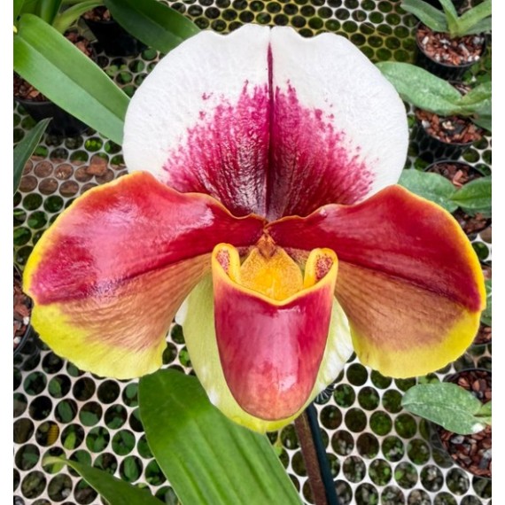 Paphiopedillum  Samba Ruby - AD