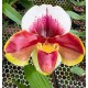 Paphiopedillum  Samba Ruby - AD