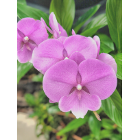 Phalaenopsis Miki Ribbon Big Lip - EXCLUSIVE