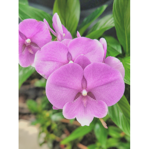 Phalaenopsis Miki Ribbon Big Lip - EXCLUSIVE