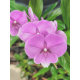 Phalaenopsis Miki Ribbon Big Lip - EXCLUSIVE