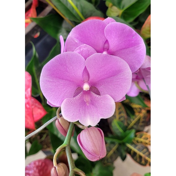 Phalaenopsis Miki Ribbon Big Lip - EXCLUSIVE