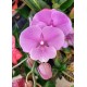 Phalaenopsis Miki Ribbon Big Lip - EXCLUSIVE