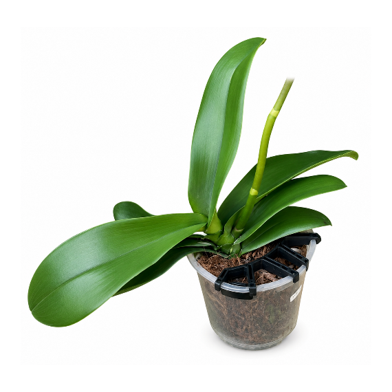 Phalaenopsis Miki Ribbon Big Lip - EXCLUSIVE