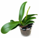 Phalaenopsis Miki Ribbon Big Lip - EXCLUSIVE