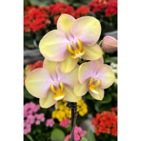 Phalaenopsis Fonda - Em floração
