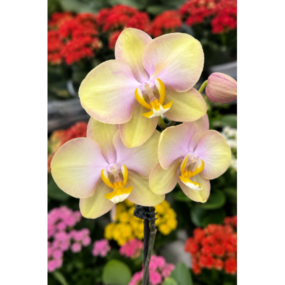 Phalaenopsis Fonda - Em floração