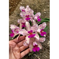 Cattleya Amethystoglossa Flamea Tedesco x BCVZ - Em Floração