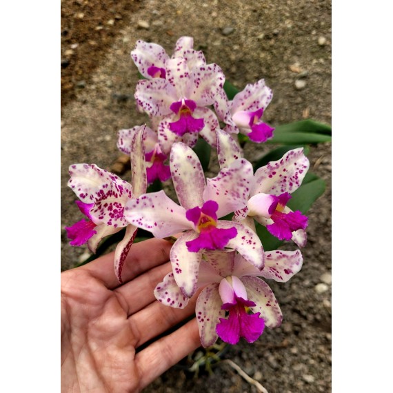 Cattleya Amethystoglossa Flamea Tedesco x BCVZ...