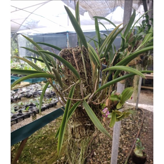 Bc. Thereza Ricci (Aclandiae x Hipodamia )...